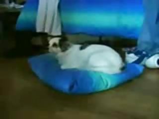 Російські дівчинки з американськими двозначними іменами Христина Тесс і Саманта Джунс готові до спаровування. Оргія для природжених бісексуалок є єдиною можливістю показати повний набір можливостей в ліжку. Самий крутий інструмент для розтягування прямої кишки нарівні з анусом це гігантський самотик, який навіть на третину не входить в дупу при найбажаніших спробах його заштовхати за рукоять. Гумовий духопер кріпиться до підлогового покриття присоском. Після чого панянки імітують позу, при якій відбувається дефекація в кущах на високих шпильках, а потім нанизують попки, немов м'ясо на шампур. Як ви встигли здогадатися, в цьому відео буде <a href="http://upornoflv.tv/anal/index.html">анальний трах</a> з участю негрів, здатних влаштувати прошмандовкам подвійне заднепроходное проникнення!